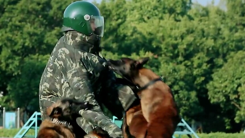 张馨予被犬扑咬意外受伤了？！