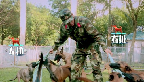 杨烁cut：暖心大哥助攻张馨予训犬