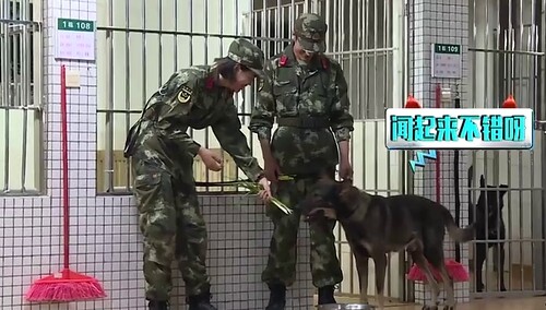 《奇兵神犬》花絮：大开眼界 姜潮神犬昆龙喜欢吃草 大葱也不惧！
