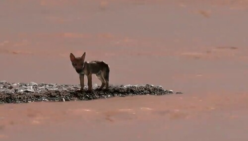 《七十七天》片段：赵汉唐穿越洪流救小狼崽