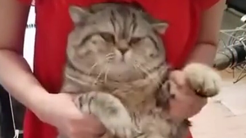 海草舞肥猫版，这不是海草，这是宽海带！