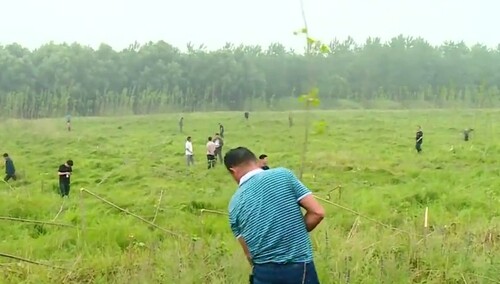 （为了长江万里清）华容：130亩新栽黑杨被强制清理