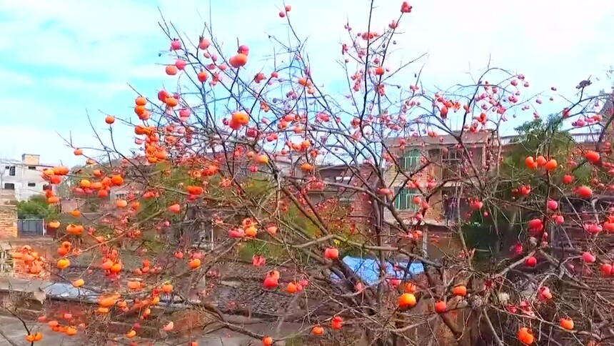 宁远：满树柿子红