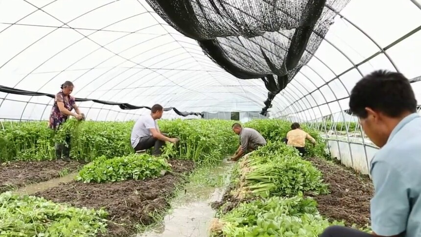（扫码扶贫）怀化黄岩大坪村：200亩高山香芹愁销路