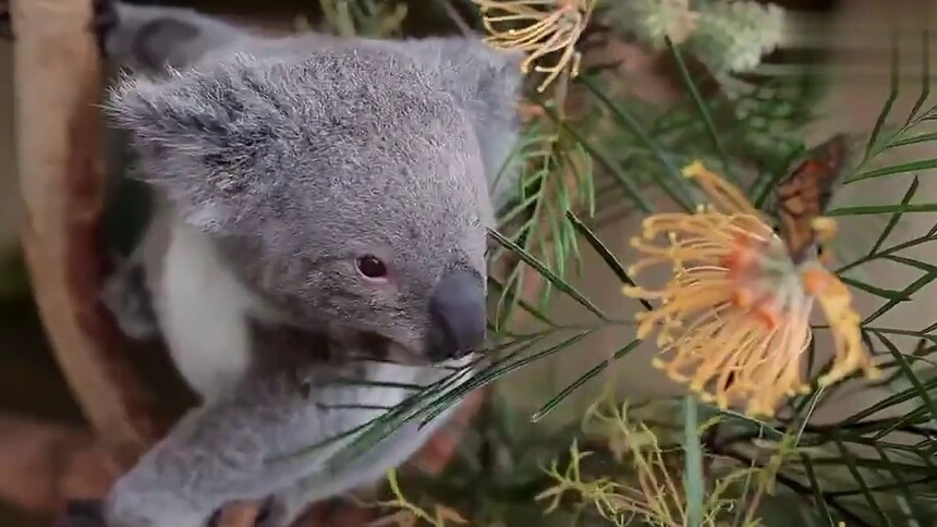 【感觉自己萌萌哒】还有什么比考拉更可爱？蝴蝶都总来调戏它