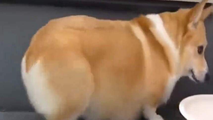 柯基绝对是狗届甩臀最牛的，这小肥臀这节奏，也是没谁了