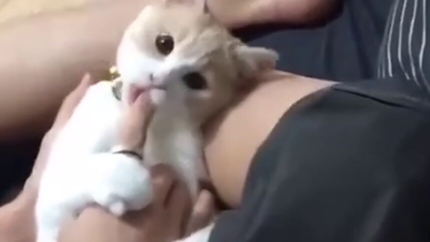【有才的网友】你们是魔鬼吗 本喵快被你们玩坏了