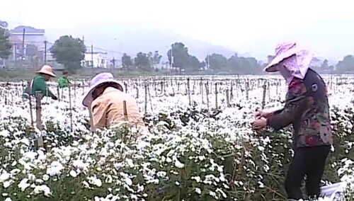 醴陵：秋菊正丰收 菊农采菊忙