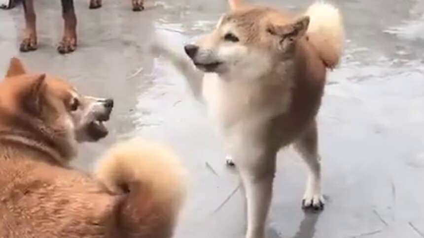 【每日一萌】欠儿欠儿的柴犬非要用爪子去碰田园犬 被恶龙咆哮吓到腿抖