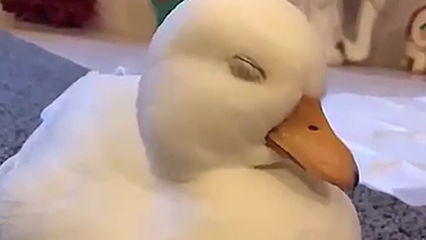 宠物柯尔鸭，也太可爱了吧！