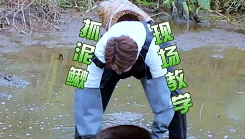 管栎现场抓泥鳅教学 一看就是有经验的