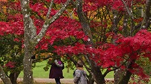 到英国韦斯顿伯特植物园赏秋色满园