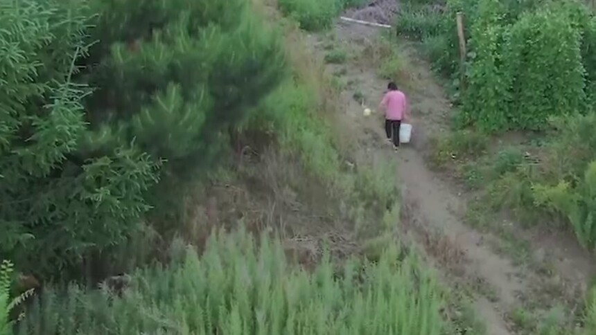 吉林双阳：参地里的脱贫故事