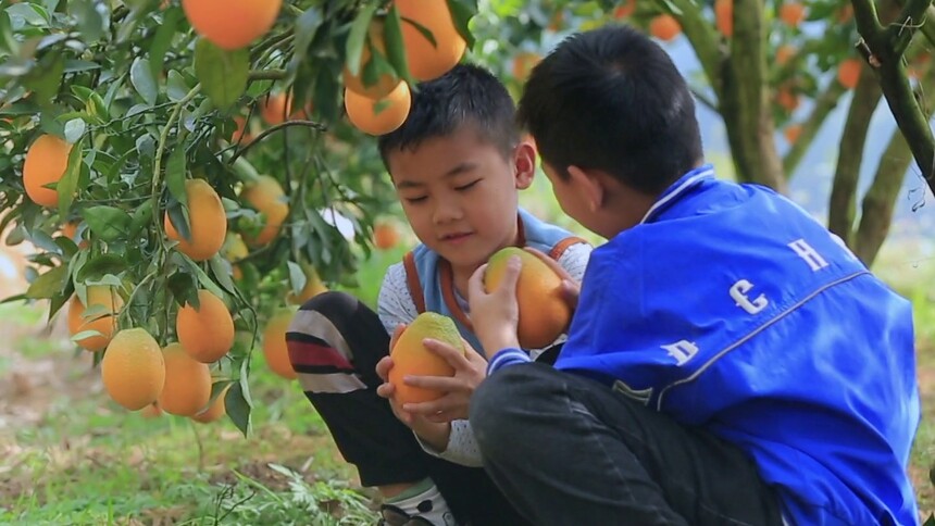 小孩在橙园采摘崀山脐橙