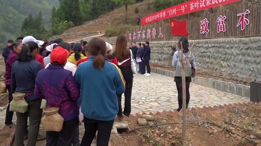 四川青川“白叶一号”茶叶首次试采试制