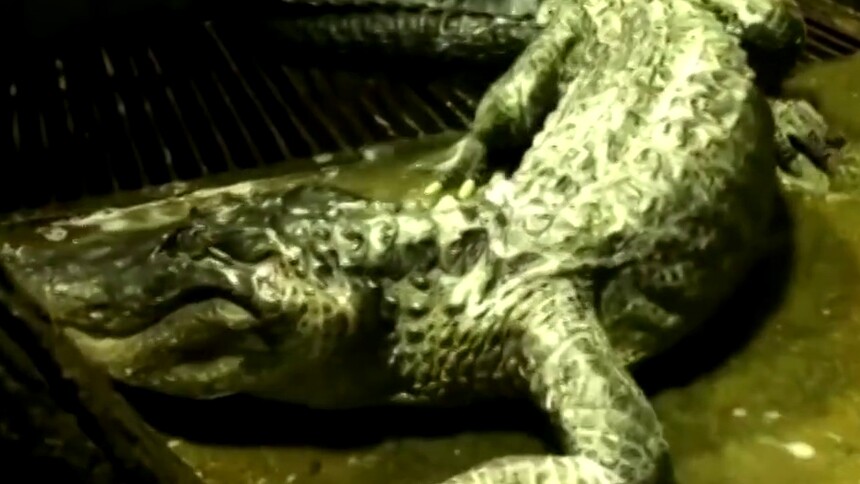 柏林二战“出逃”鳄鱼在莫斯科因年老去世