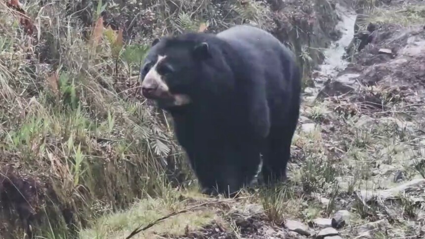 哥伦比亚：疫情下艰难运营的眼镜熊庇护所