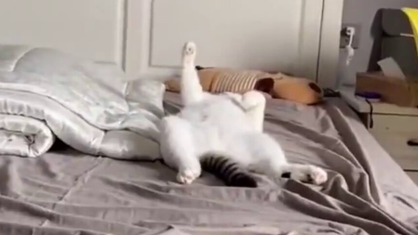 迪迦奥特猫，变身！