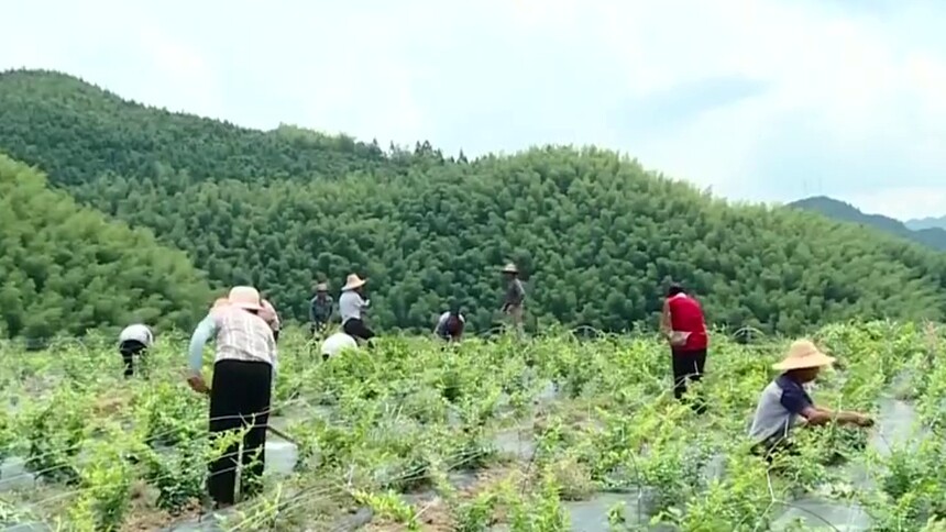 脱贫攻坚群英谱——脱贫攻坚干部考察调研 杨迪波：念“山”字经 走致富路