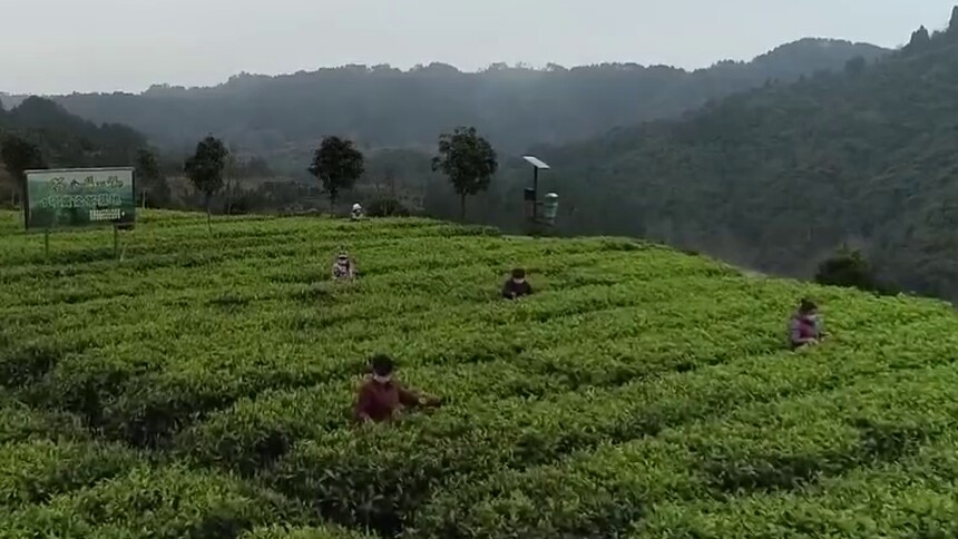 （扶贫印迹）吉首市隘口村：黄金茶谷 绿色脱贫