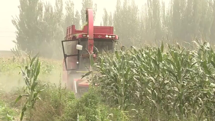 世界那么大丨新疆和田：青贮玉米迎来丰收季