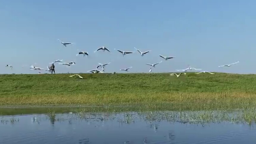 黑龙江：秋到扎龙 鹤舞长空