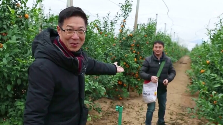 世界看湖南20210107期：种橘者说