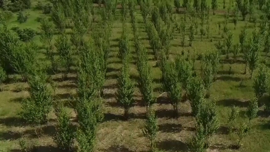 致敬·功勋｜廷·巴特尔：草原之子 “绿色”先锋