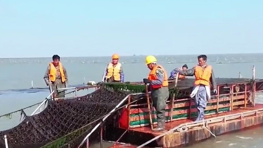 江苏连云港黄窝村：万亩紫菜大丰收