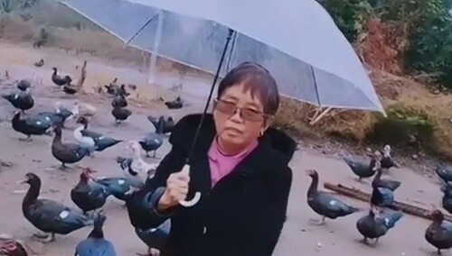 杨迪助阵吉阿婆 乡村主播选拔赛爆笑上演