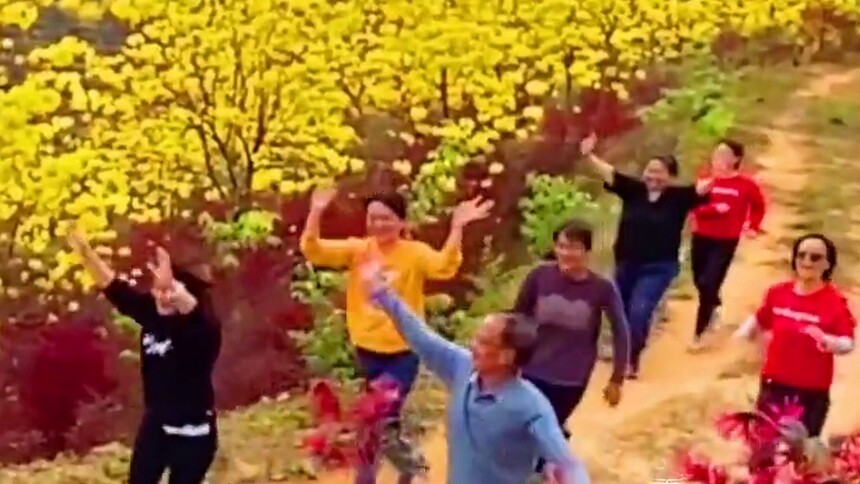 瞰中国|福建官田：黄金风铃木开满园