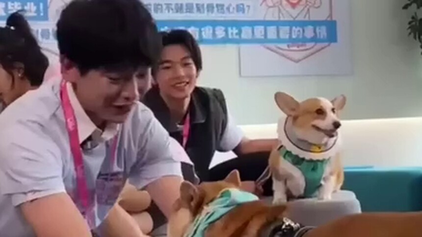 彭昱畅给老狗换装，结果变成了狼外婆