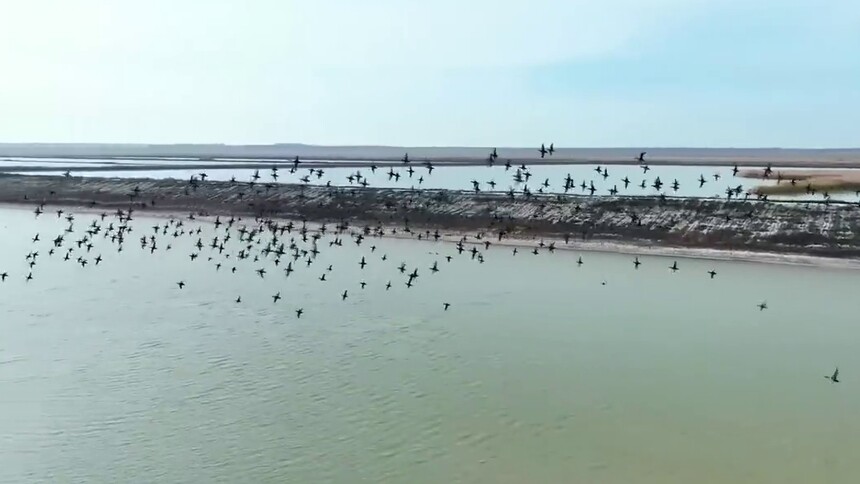 吉林洮南：郭家店湿地万鸟齐翔