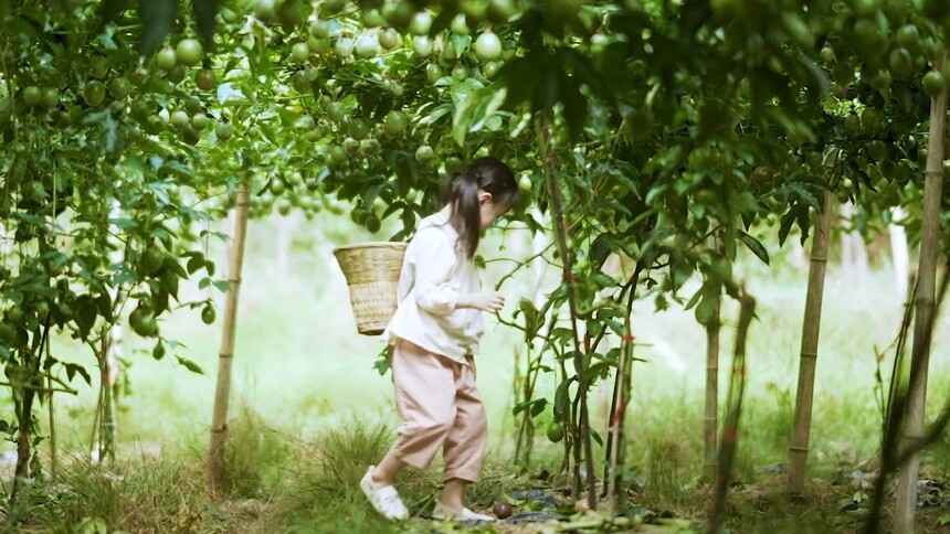 芒果农场·丰收季：香香的秋天