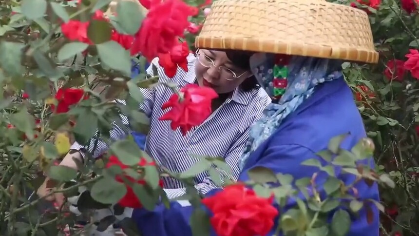 全国人大代表杨莹：升级“美丽产业” 让家家户户吃上“玫瑰饭”