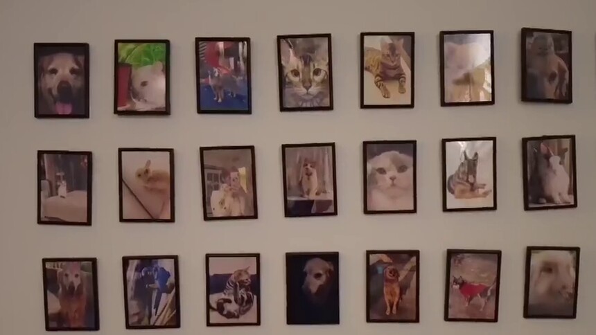 全球连线｜让“小毛孩”体面离世：宠物善终在中国兴起