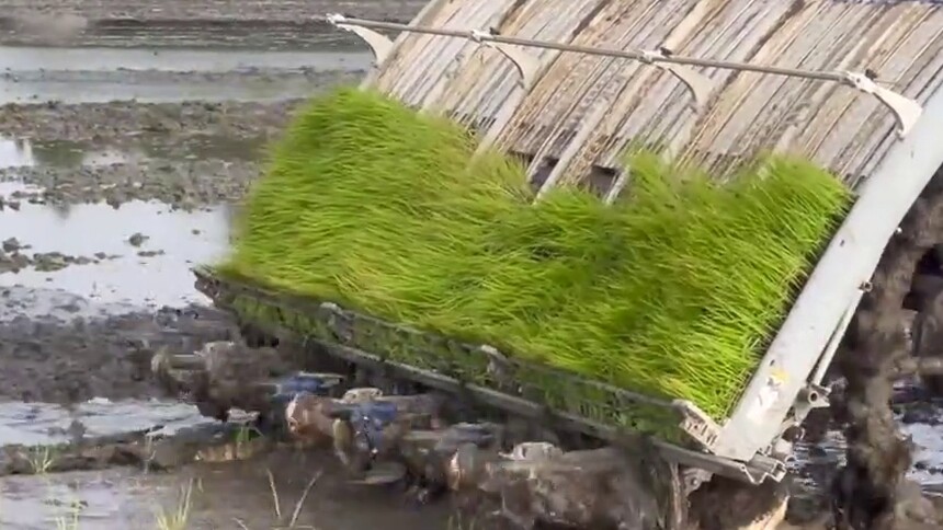 藏粮“智慧田”——四川崇州夏收夏种见闻