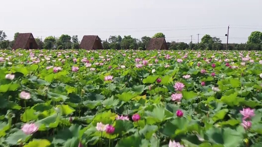 “湘”约而来 安乡：鲜活风光流动精致 乡村旅游有特色