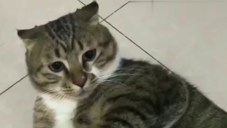 这可不是一般的猫，这是王维诗里的猫哦！