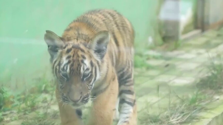 福建龙岩：华南虎“壮壮”发育稳定 开始野化训练