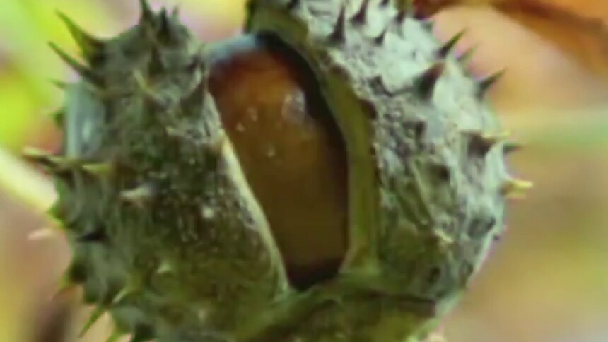 怎么区分板栗和马栗？