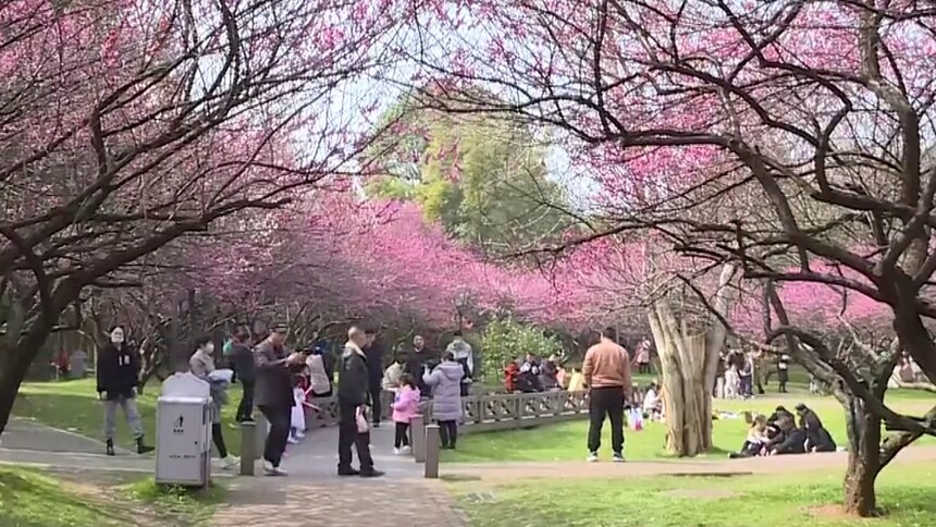 “老牌”景区人气火爆 春游“大军”比往年来得更早