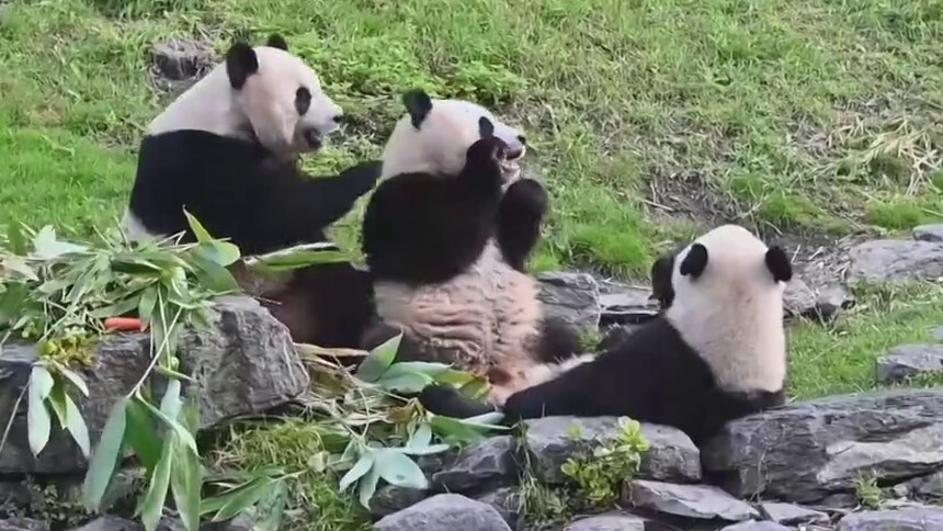 旅日大熊猫“香香”启程回国