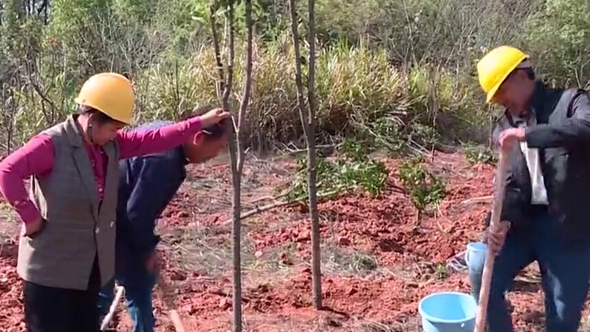一起来看法 把砍掉的林木补回来 长沙首例“补植复绿”案被执行