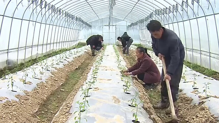 新思想引领新征程 牵住产业“牛鼻子” 乡村振兴有奔头