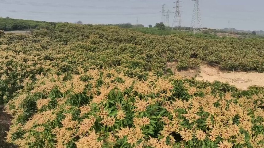 广西田东：芒果花漫山开