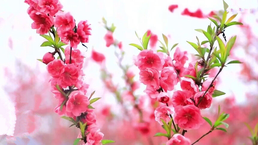 武冈：桃花艺术节迎八方游客