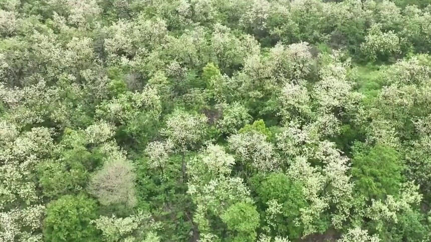 湖北黄石：昔日废石山 今朝槐花海