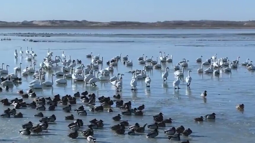 瞰中国|锡林浩特：侯鸟栖息地 生态美如画