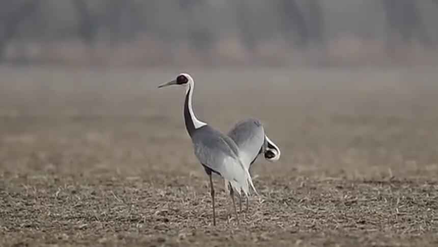 黑龙江大庆：春回大地 鹤舞田间